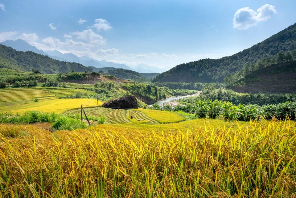 Kho gạo của Võ Văn Vinh
